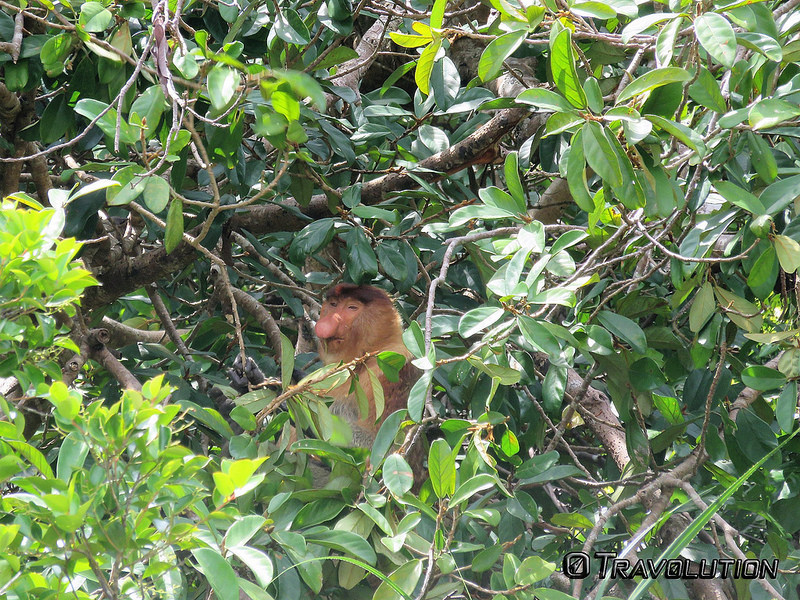 キナバル自然公園の画像3