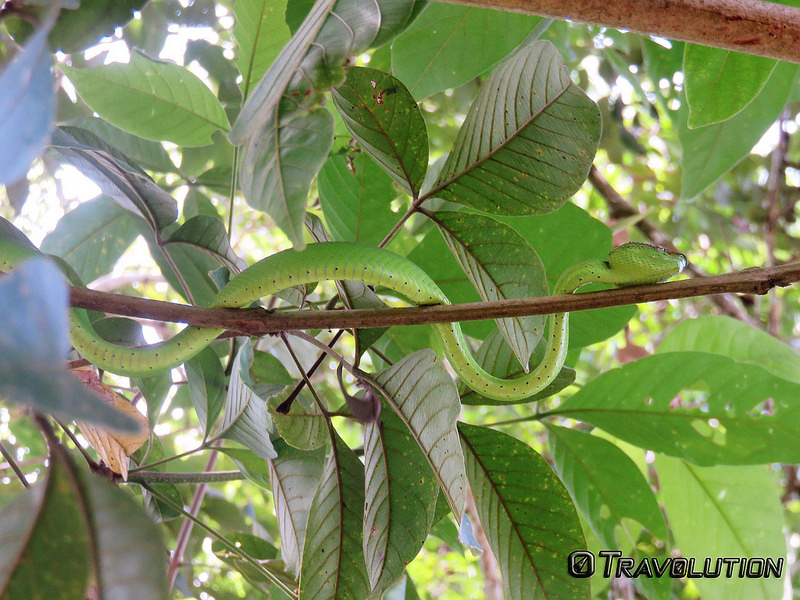 キナバル自然公園の画像4
