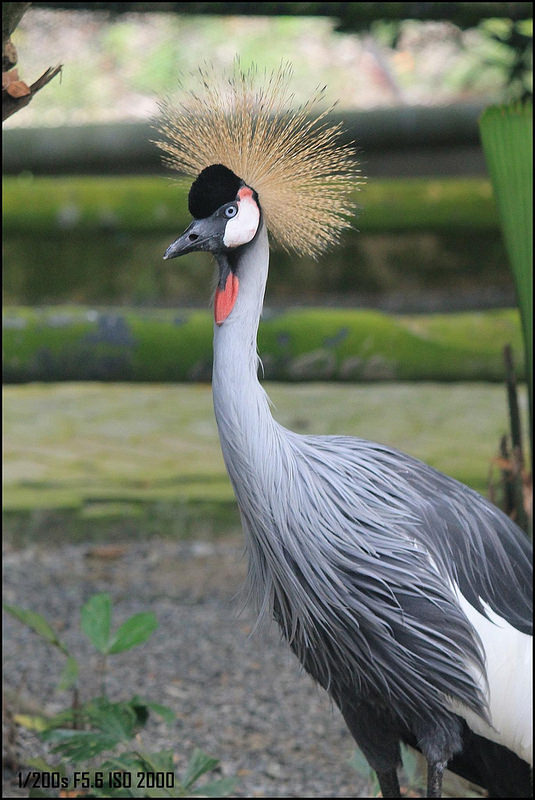 キナバル自然公園の画像6