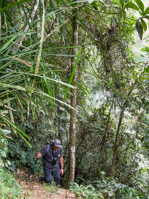 キナバル自然公園の画像10