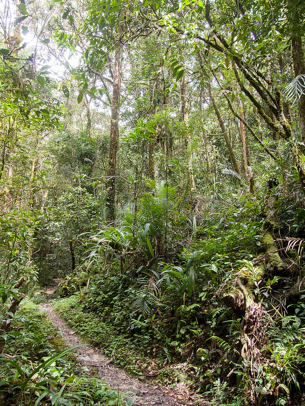 キナバル自然公園の画像21
