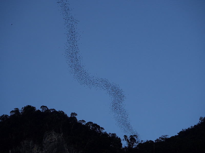 グヌン・ムル国立公園の画像13