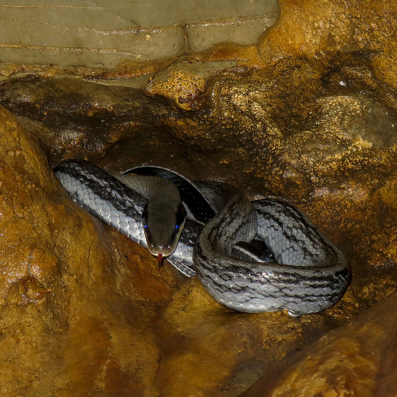 グヌン・ムル国立公園の画像18