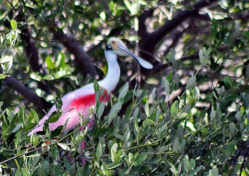 シアン・カアンの画像24