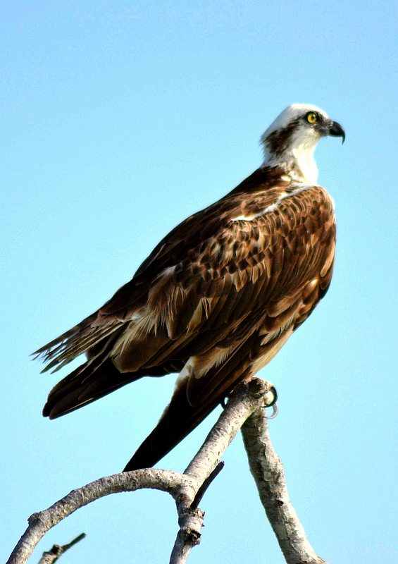 シアン・カアンの画像25