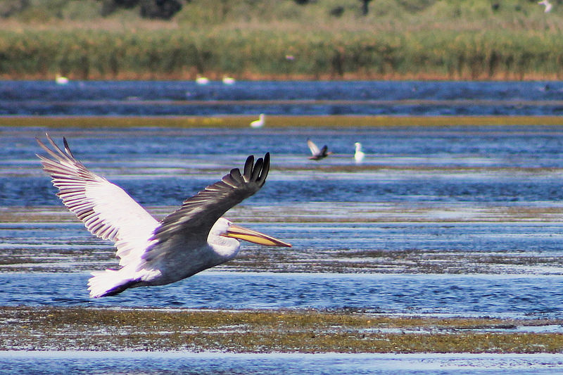 ドナウ・デルタの画像8