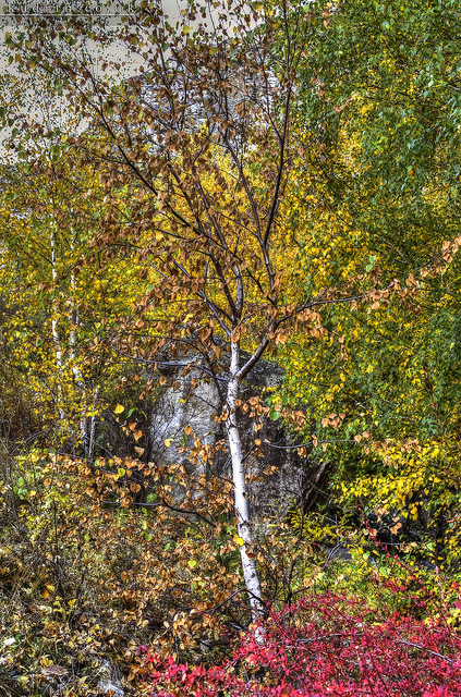 アルタイのゴールデン・マウンテンの画像2