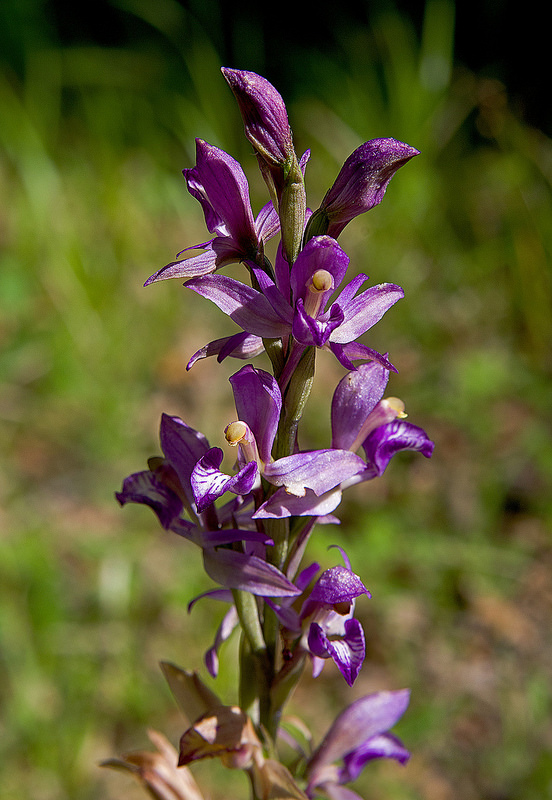 西コーカサス山脈の画像6
