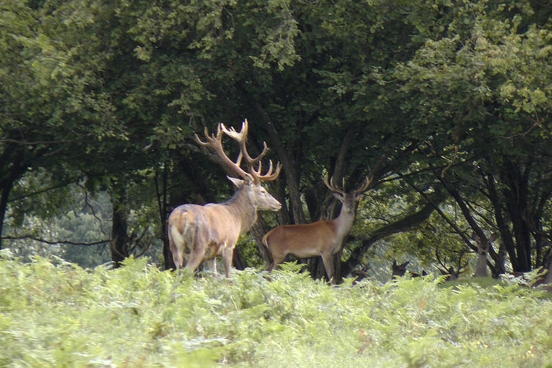 西コーカサス山脈の画像12