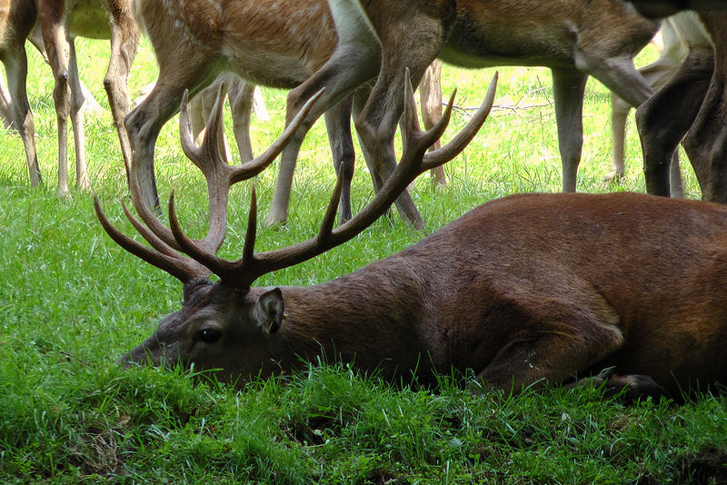 西コーカサス山脈の画像13