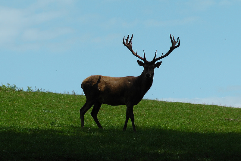 西コーカサス山脈の画像14