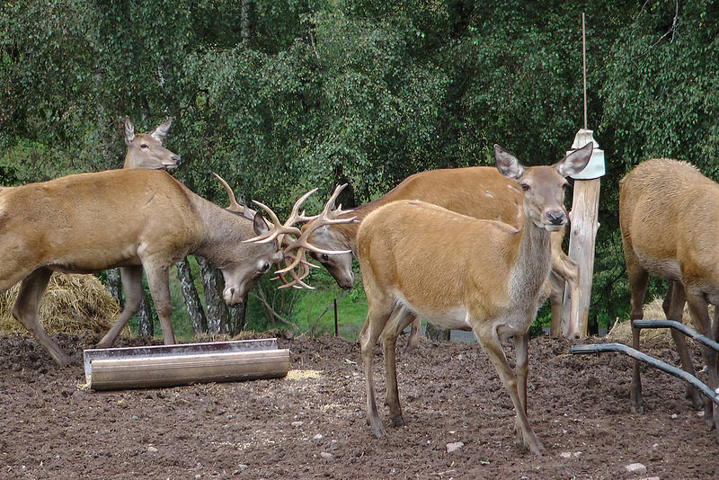 西コーカサス山脈の画像15