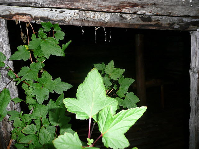 プトラナ高原の画像7