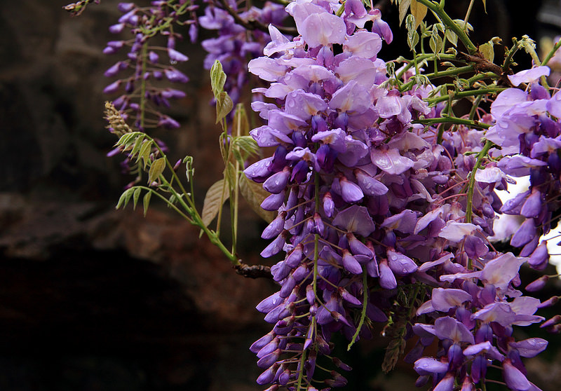 蘇州古典園林の画像8