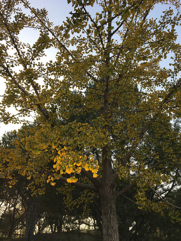 頤和園、北京の皇帝の庭園の画像16