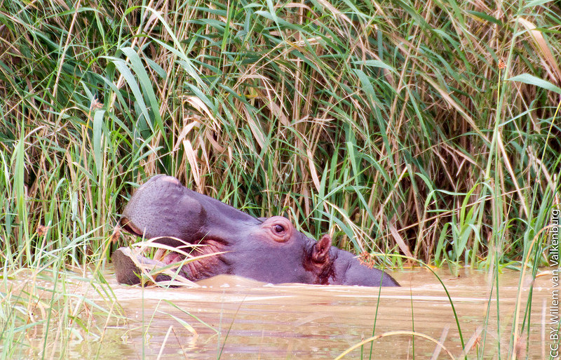 イシマンガリソ湿地公園の画像1