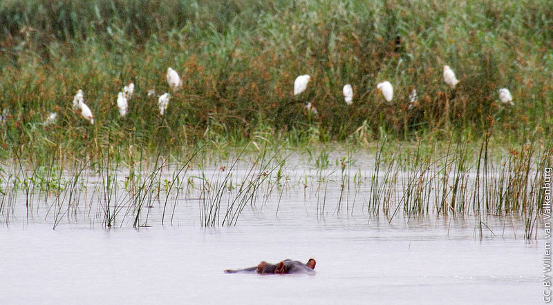 イシマンガリソ湿地公園の画像3