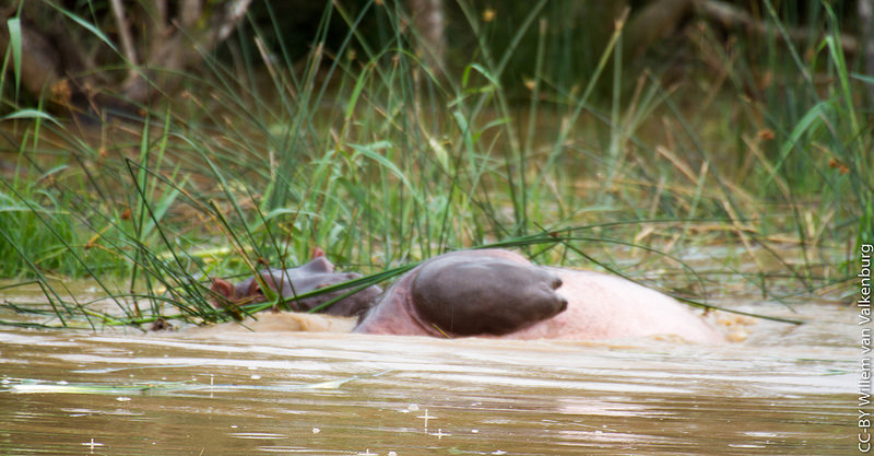 イシマンガリソ湿地公園の画像4