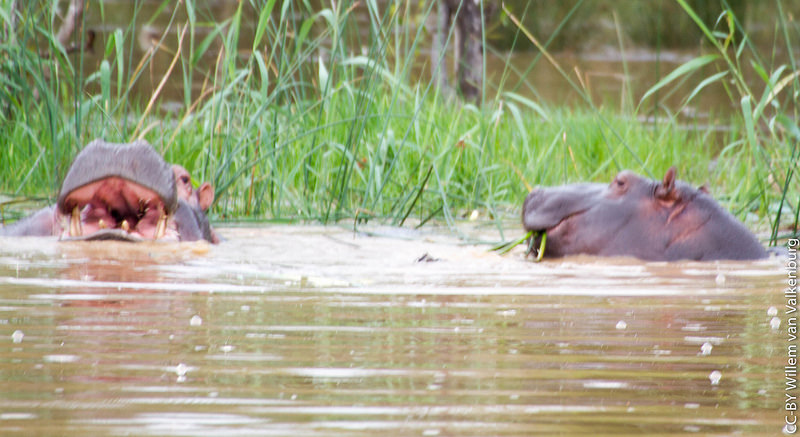 イシマンガリソ湿地公園の画像6