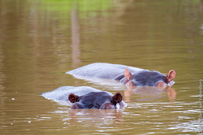 イシマンガリソ湿地公園の画像7