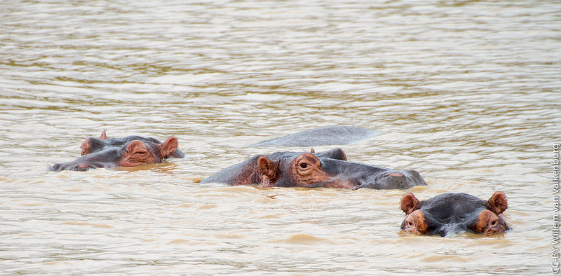 イシマンガリソ湿地公園の画像8
