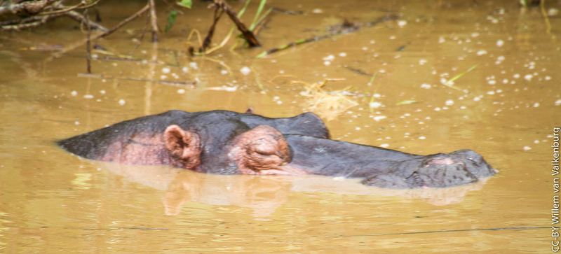 イシマンガリソ湿地公園の画像10