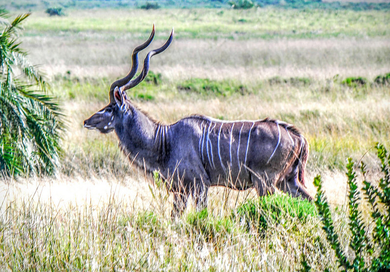 イシマンガリソ湿地公園の画像26