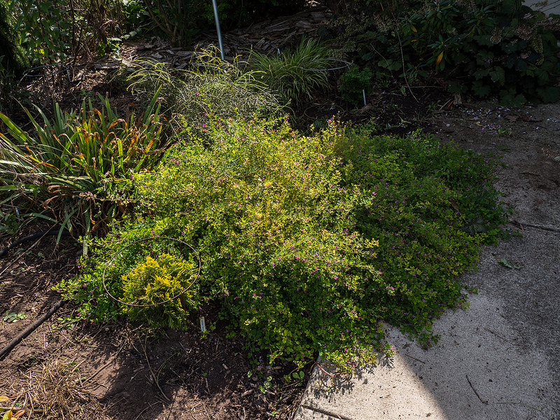 屋久島の画像20