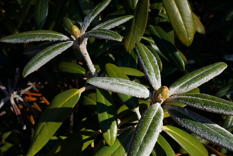 屋久島の画像22