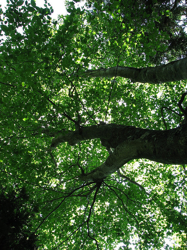 白神山地の画像19