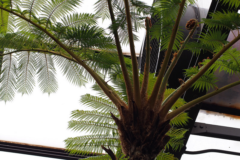 小笠原諸島の画像5