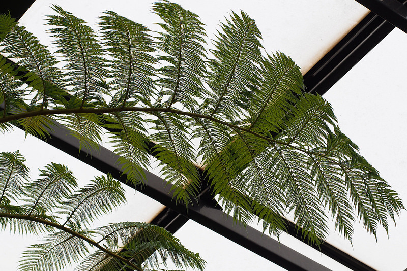 小笠原諸島の画像6