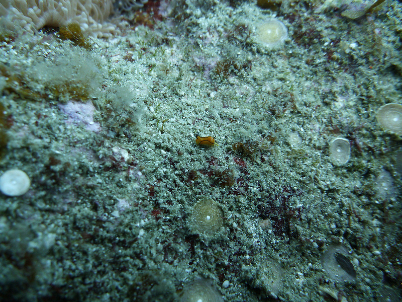 小笠原諸島の画像10