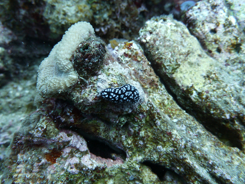 小笠原諸島の画像11