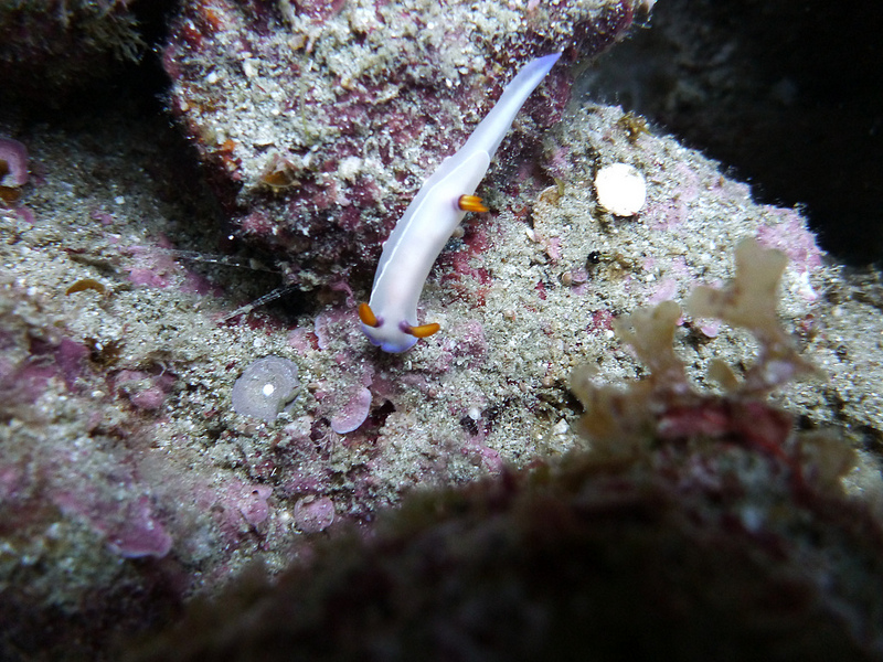 小笠原諸島の画像13