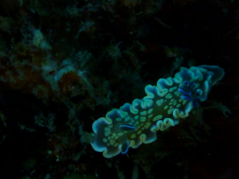 小笠原諸島の画像15