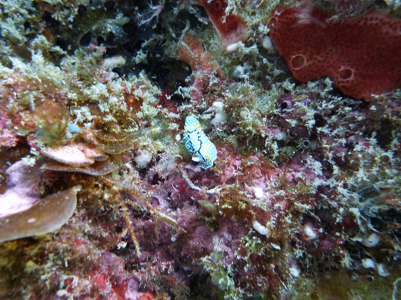 小笠原諸島の画像16