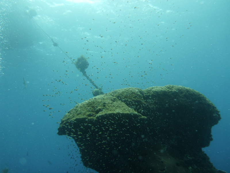 小笠原諸島の画像17