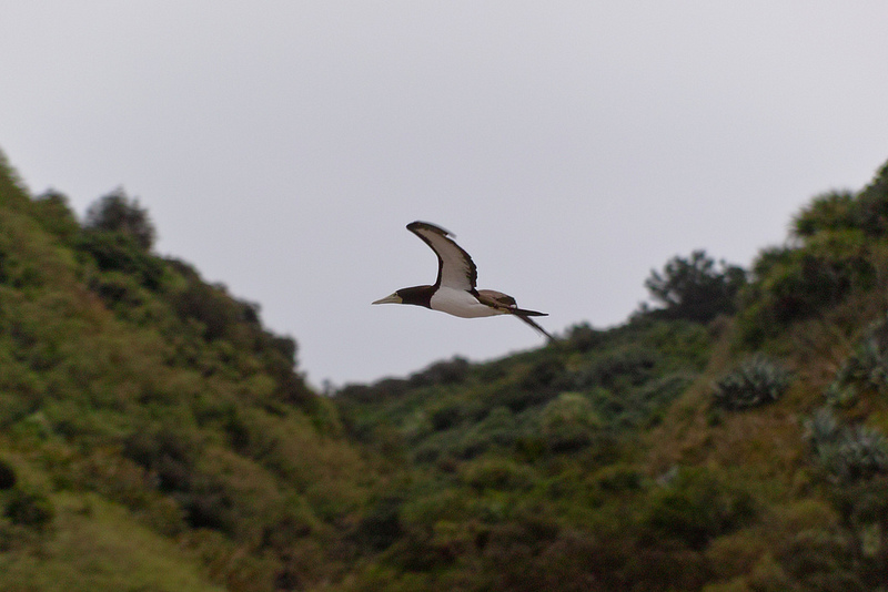 小笠原諸島の画像18