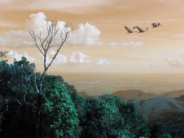 サウス・イースト大西洋沿岸森林保護区群の画像1