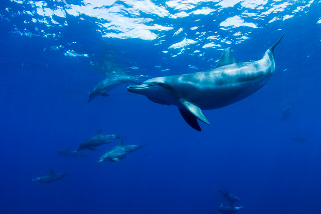 海域（父島列島）の画像1