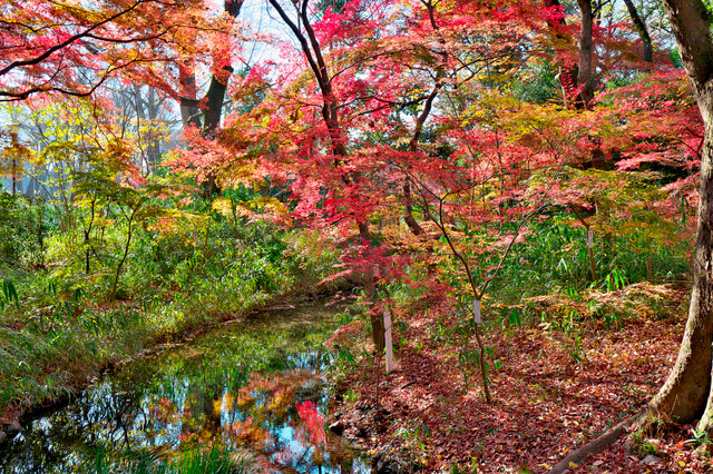 古都京都の文化財の画像15