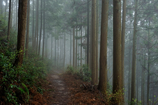 高野参詣道の画像2