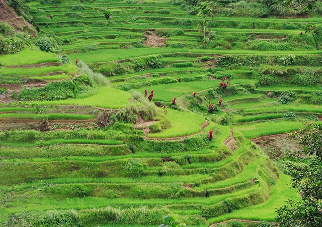 フィリピン・コルディリェーラの棚田群の画像6