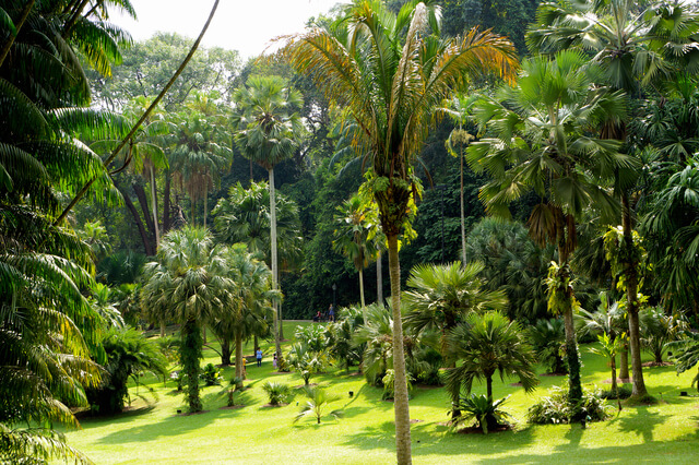 シンガポール植物園の画像1
