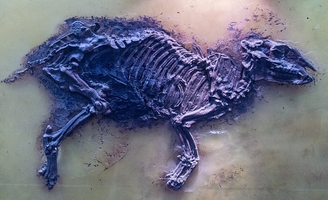 メッセルの 化石採掘場の画像1