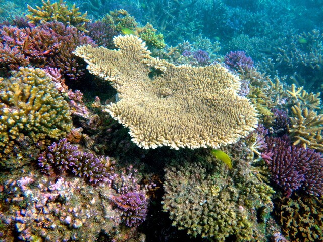 ニューカレドニアの珊瑚礁：環礁の多様性と関連する生態系の画像2