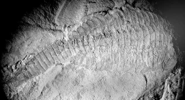 澄江の化石産地の画像1