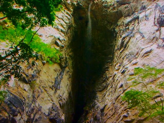 サウス・イースト大西洋沿岸森林保護区群の画像2