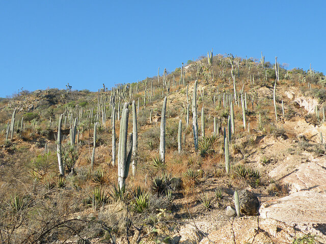 テワカン＝クイカトラン渓谷 : メソアメリカの起源となる環境の画像2